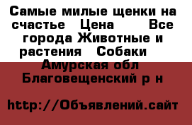 Самые милые щенки на счастье › Цена ­ 1 - Все города Животные и растения » Собаки   . Амурская обл.,Благовещенский р-н